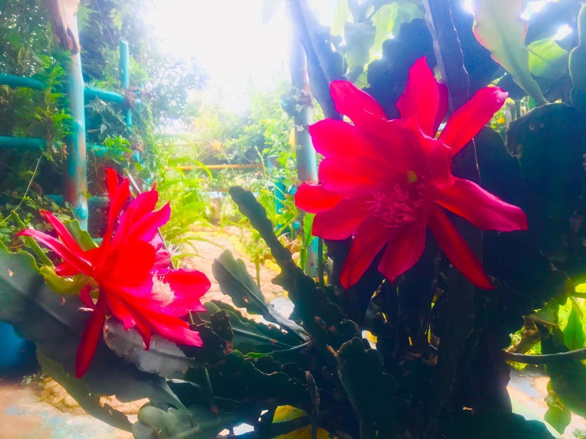 נוארה אליה Heidi'S Home מראה חיצוני תמונה